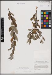 Foto von Salix aurita L. x Salix bicolor Ehrh. ex Willd.
